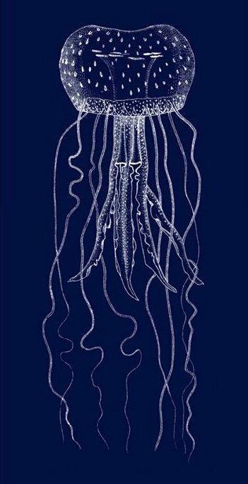 Sea life Jellyfish